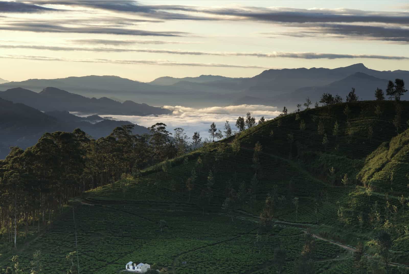 Blue train crossing the tea plantations near Ella, Sri Lanka