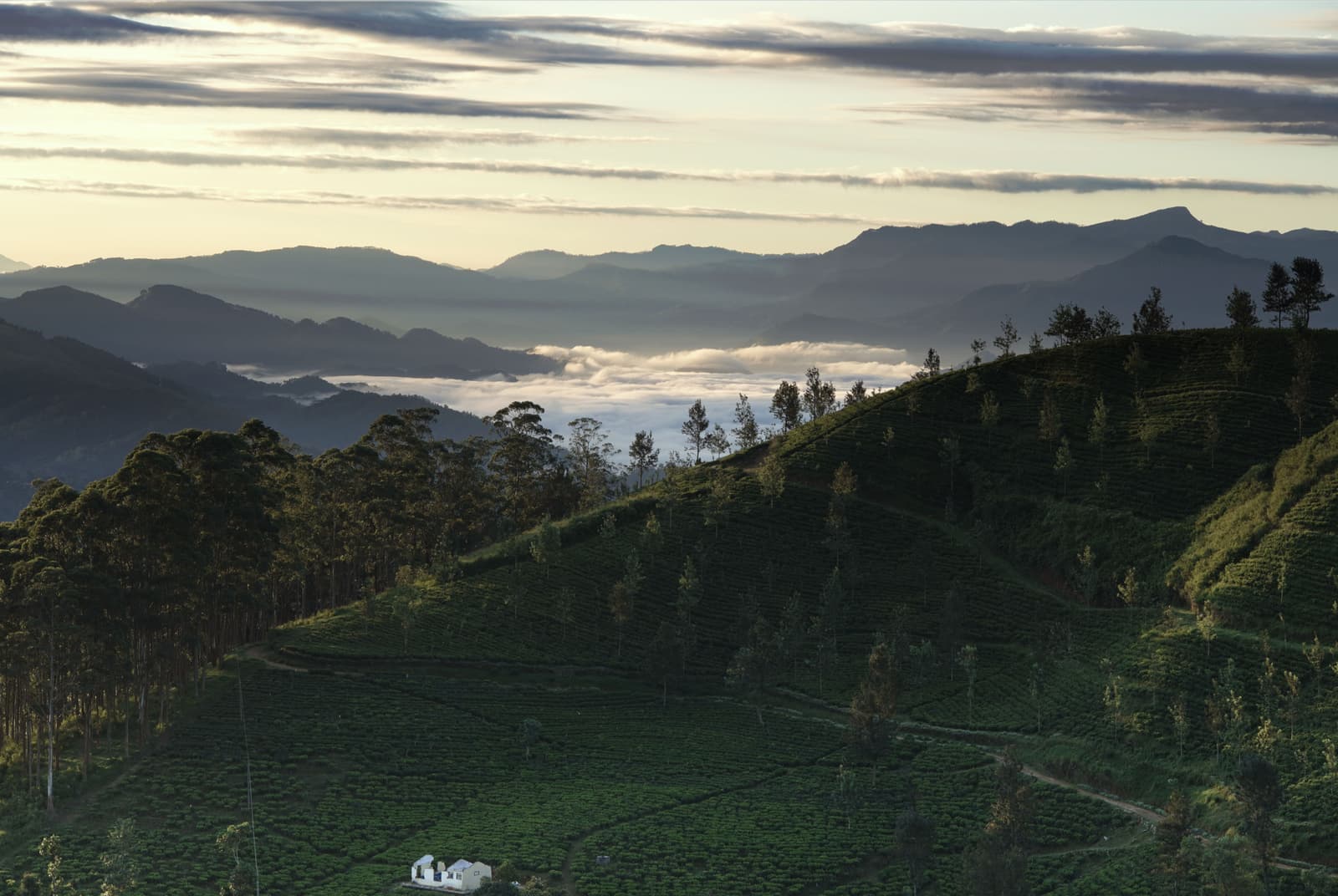 Blue train crossing the tea plantations near Ella, Sri Lanka